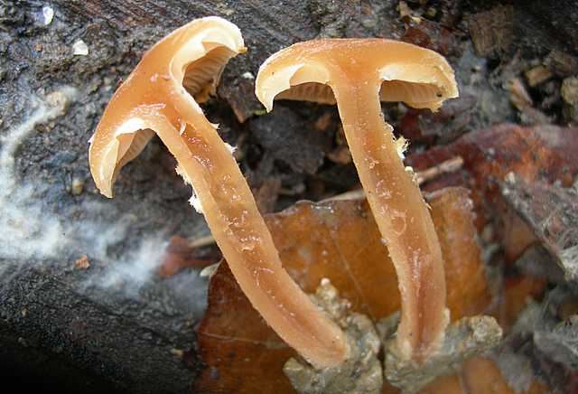 Tubaria conspersa    (Pers.)    Fayod